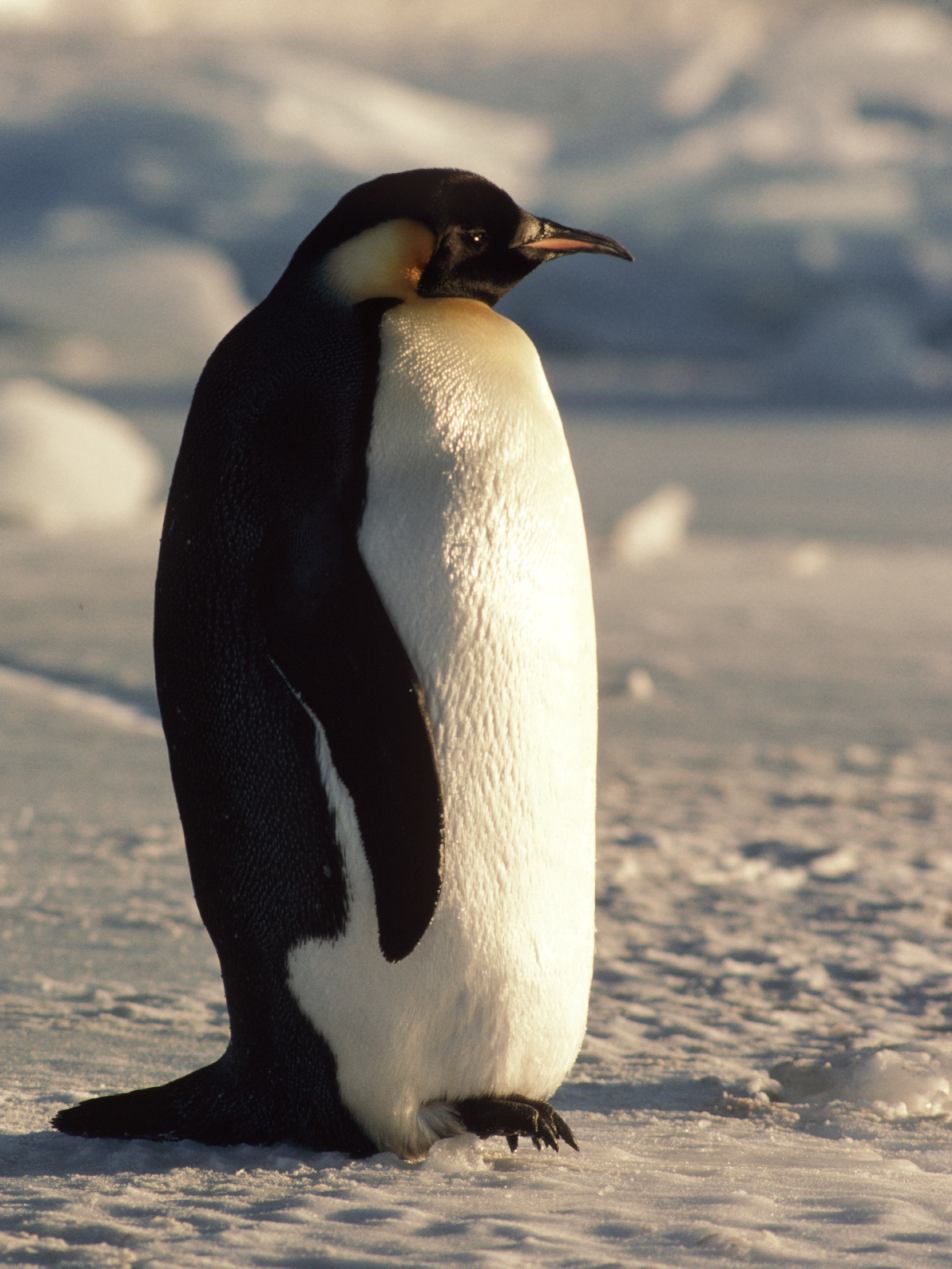 korimco penguin